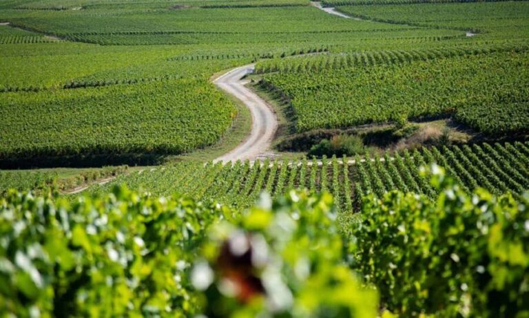Marne: Champagne Region Private Day Tour with Lunch - Who Is This Tour Best For?