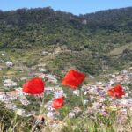 Maroços - Mimosa Valley - What Visitors Say