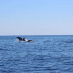 Marsaskala: Dolphin Watching Boat Tour - Final Thoughts