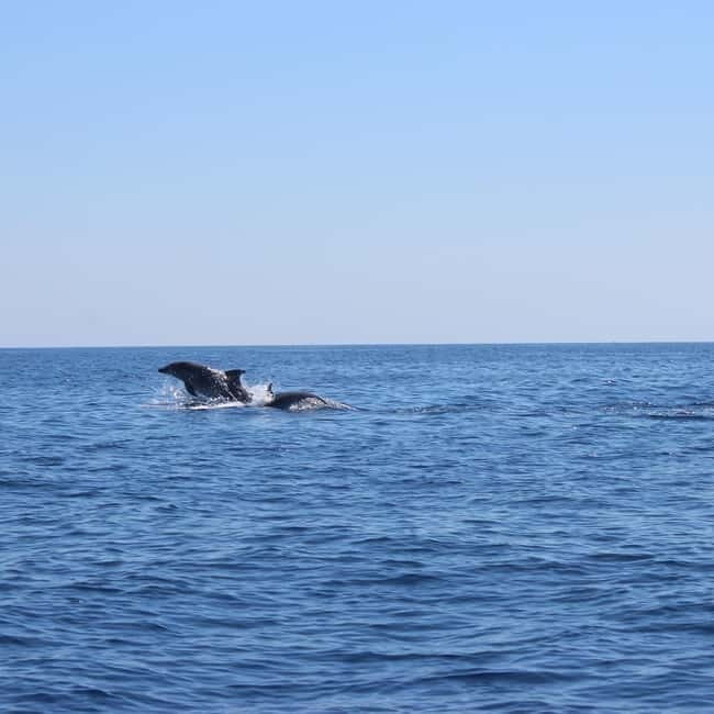 Marsaskala: Dolphin Watching Boat Tour - Final Thoughts