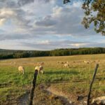 Martel: Guided Tour with a Tour Guide - The Region’s Gastronomic Heritage