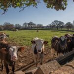 Martina Franca e-Bike tour . Visit a breeding and a dairy farm - The Detailed Experience of the Martina Franca e-Bike Tour