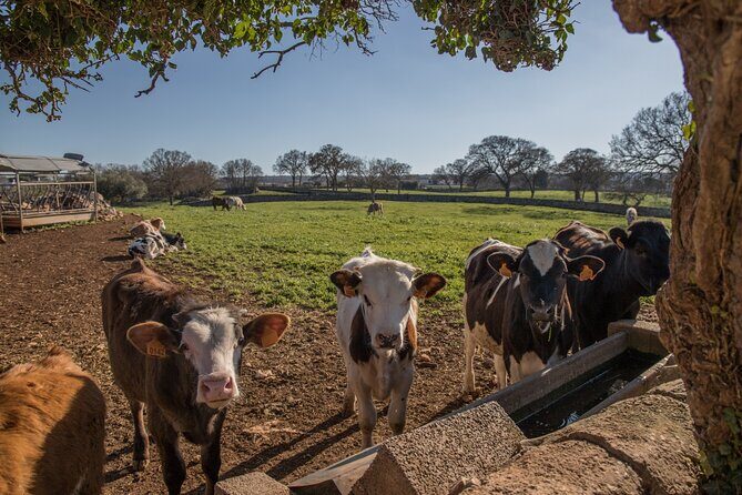 Martina Franca e-Bike tour . Visit a breeding and a dairy farm - The Detailed Experience of the Martina Franca e-Bike Tour
