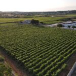 Martina Franca: Wine & Local Products Tasting - Discovering Martina Franca’s Wine Heritage
