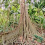Mary Valley Tour with Mary Valley Rattler, Lunch and Kenilworth - The Itinerary in Detail: An Authentic Flavor of Queensland’s Mary Valley