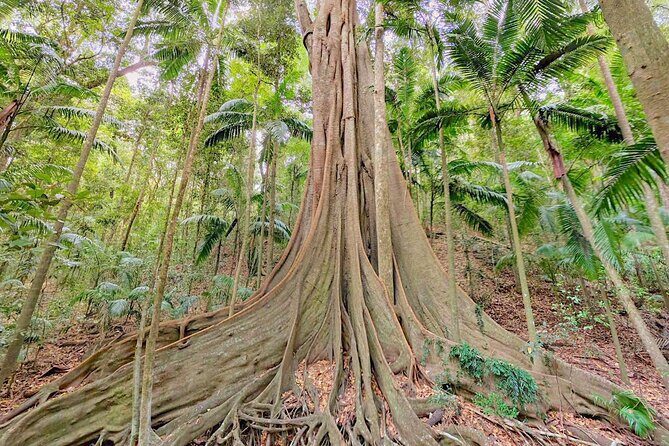 Mary Valley Tour with Mary Valley Rattler, Lunch and Kenilworth - The Itinerary in Detail: An Authentic Flavor of Queensland’s Mary Valley