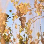 Massmamier La Mignarde : Wine Tasting - Who Will Love This Tour?