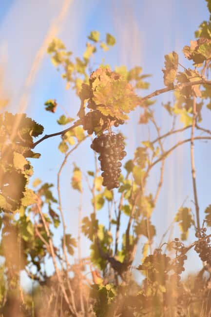 Massmamier La Mignarde : Wine Tasting - Who Will Love This Tour?