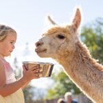 Maui: Alpaca Farm Visit with Hands-On Activities - Who Should Consider This Tour?