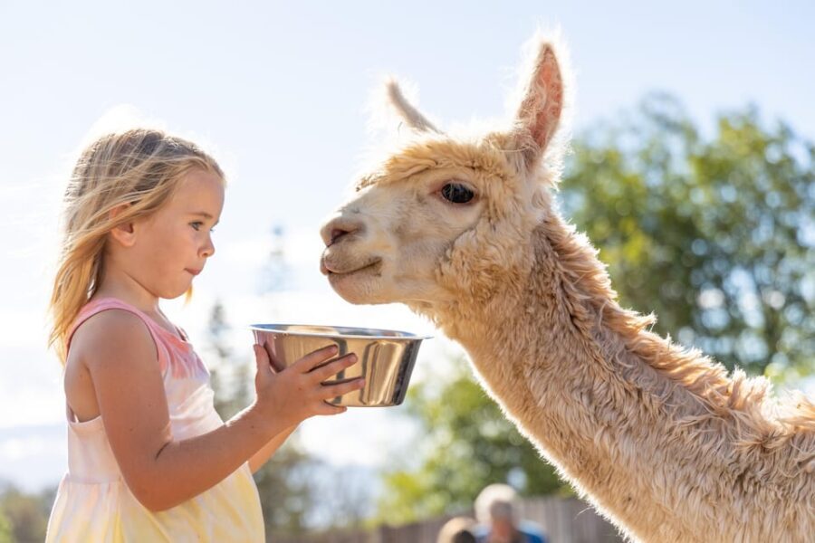 Maui: Alpaca Farm Visit with Hands-On Activities - Who Should Consider This Tour?