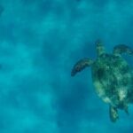 Maui and Lanai: Snorkel and Dolphin Adventure Tour - Final Thoughts: Who Will Love This Tour?
