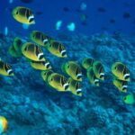 Maui Beach / Shoreline Snorkel - Why Choose This Tour?