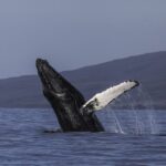 Maui: Deluxe Whale Watch Sail & Lunch from Ma`alaea Harbor - Discovering the Marine Wildlife