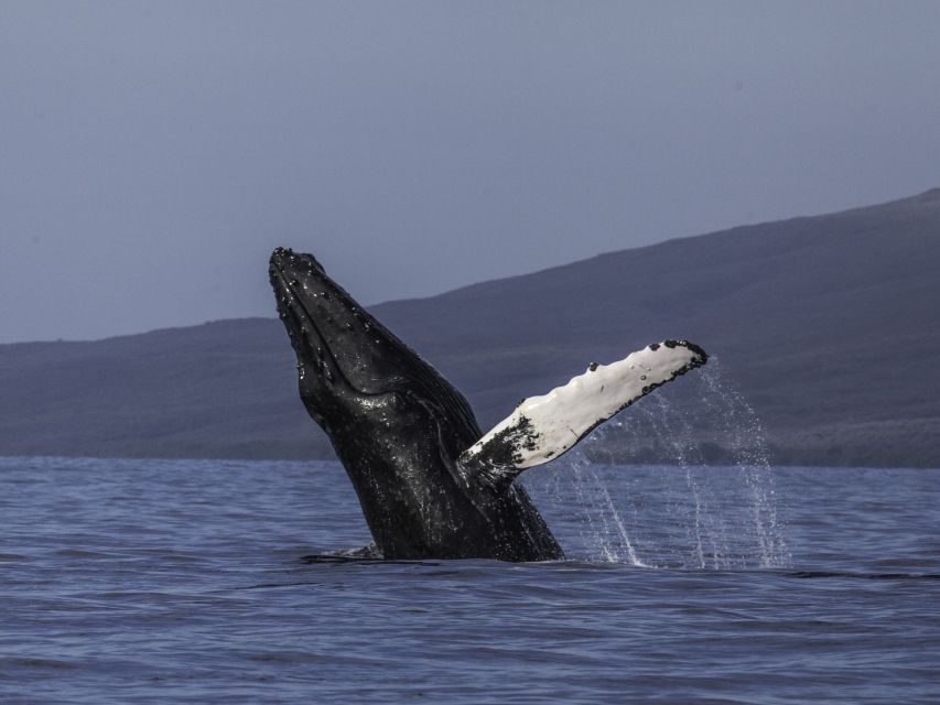 Maui: Deluxe Whale Watch Sail & Lunch from Ma`alaea Harbor - Discovering the Marine Wildlife