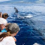 Maui: Eco-Friendly Whale Watching Tour from Ma'alaea Harbor - The Practical Details
