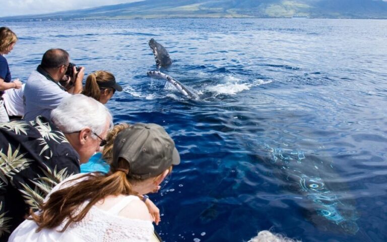 Maui: Eco-Friendly Whale Watching Tour from Ma'alaea Harbor - The Practical Details