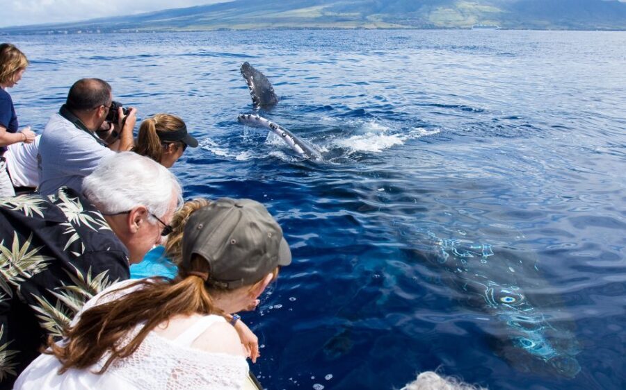 Maui: Eco-Friendly Whale Watching Tour from Ma'alaea Harbor - The Practical Details