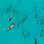 Maui: Eco-Raft Dolphin Watch Tour with Snacks - Food and Snacks: A Highlight
