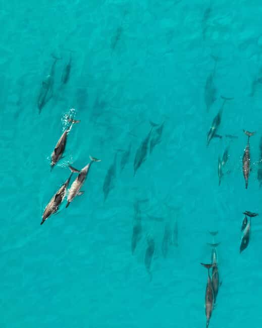 Maui: Eco-Raft Dolphin Watch Tour with Snacks - Food and Snacks: A Highlight