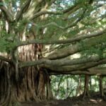 Maui: Full Day Hiking Tour with Lunch - Who Will Love This Tour?