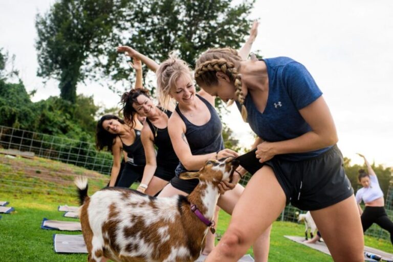 Maui Goat Yoga with Miniature Goats - An Honest Look at Maui Goat Yoga