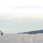 Maui: Guided Whale Watching Tour on Eco Raft - Frequently Asked Questions