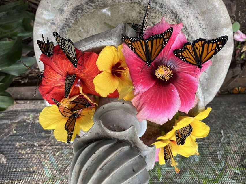 Maui: Interactive Butterfly Farm Entrance Ticket - Frequently Asked Questions