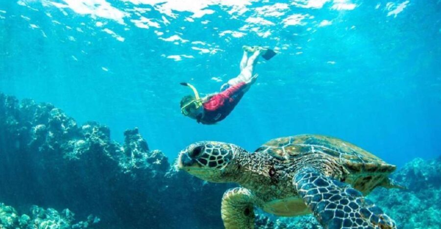 Maui: Kaanapali Beach 5-hr Snorkel w/ BBQ Lunch & Open Bar - A Closer Look at the Maui Snorkel Adventure