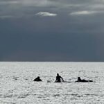 Maui: Lahaina Surfing Lesson with Local Instructor - An In-Depth Look at the Lahaina Surfing Lesson