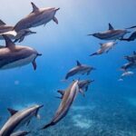 Maui-Lanai EcoRaft Tour: Snorkel or Dolphin Watch (Semi-Private) - FAQ