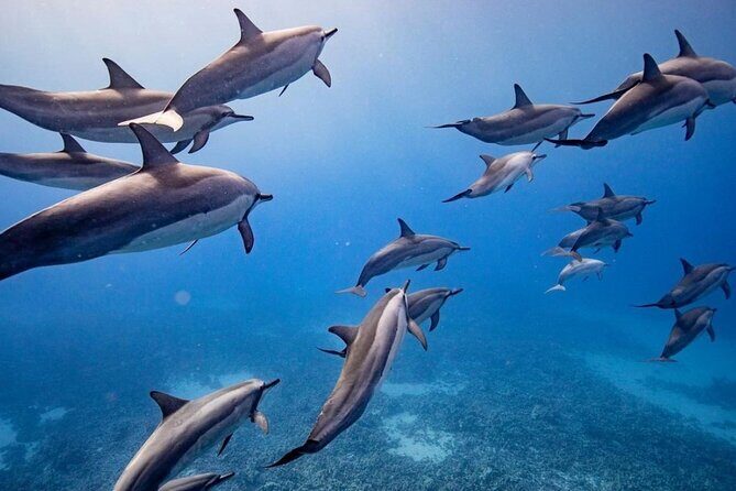 Maui-Lanai EcoRaft Tour: Snorkel or Dolphin Watch (Semi-Private) - FAQ