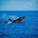 Maui: Luxury Catamaran Whale Watch & Sail - An In-Depth Look at the Experience