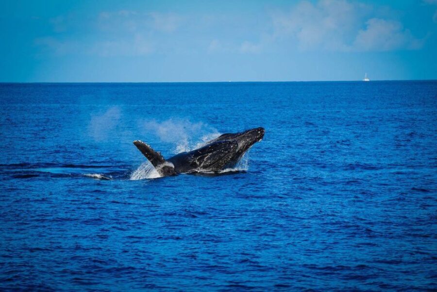 Maui: Luxury Catamaran Whale Watch & Sail - An In-Depth Look at the Experience