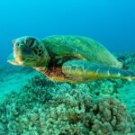 Maui Magic Adventure Snorkel: Molokini Crater and Turtle Stop - FAQs