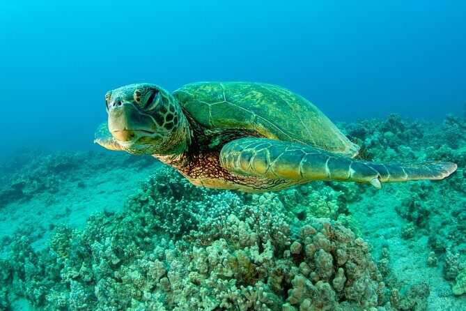Maui Magic Adventure Snorkel: Molokini Crater and Turtle Stop - FAQs