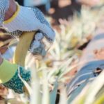 Maui: Pineapple Planting Experience - First Impressions: Meeting at the Maui Pineapple Store