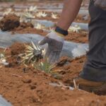 Maui Pineapple Planting Experience - The Experience’s Practical Aspects