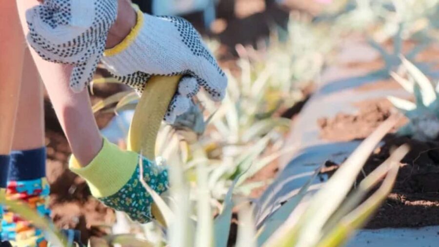 Maui: Pineapple Planting Experience - First Impressions: Meeting at the Maui Pineapple Store