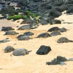 Maui: Private Halfway to Hana Tour - Practical Tips for Your Maui Road to Hana Adventure
