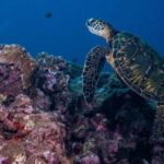 Maui: Small Group Shark & Turtle Scuba Dive from Shore - What the Dive Involves