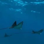 Maui: Snorkel with Turtles and Picnic Tour - Practical Information for Travelers