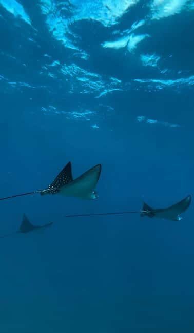 Maui: Snorkel with Turtles and Picnic Tour - Practical Information for Travelers