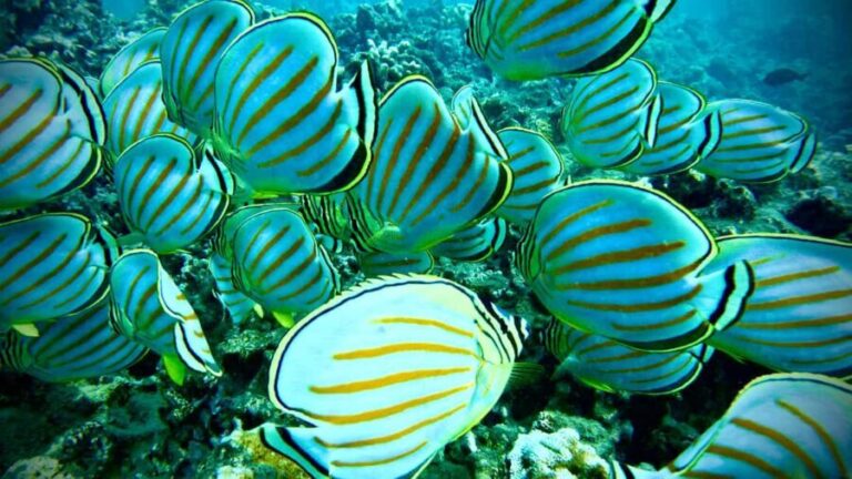 Maui: Turtle Town Snorkeling Tour with a Marine Biologist - Practical Details & Logistics