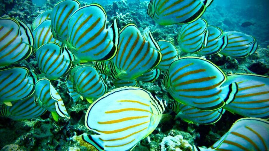 Maui: Turtle Town Snorkeling Tour with a Marine Biologist - Practical Details & Logistics