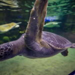 Mazatlan: Grand Aquarium Ticket and City Sightseeing Tour - Who would benefit most from this tour?