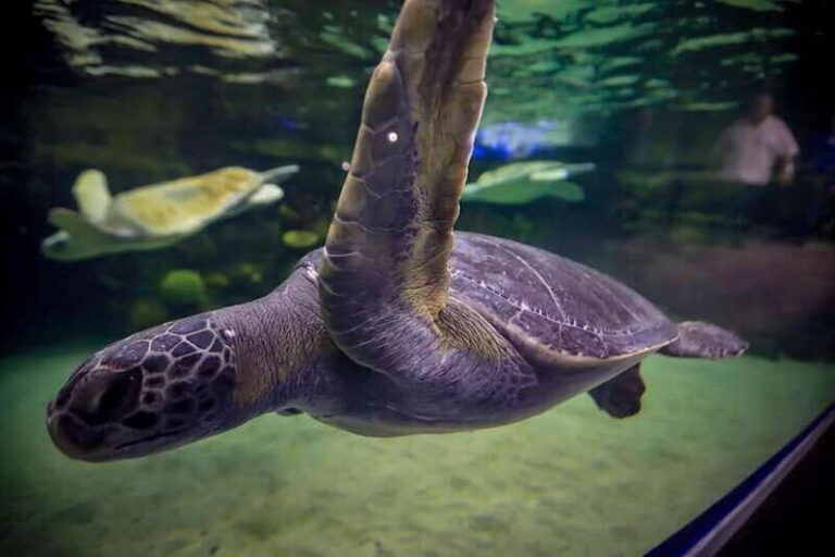 Mazatlan: Grand Aquarium Ticket and City Sightseeing Tour - Who would benefit most from this tour?