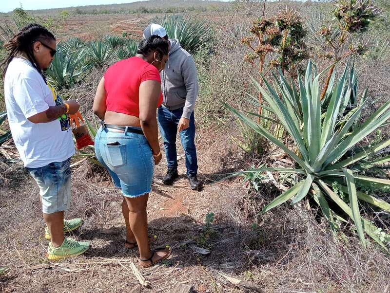 Mazatlan: Mezcal Factory Tour with Tasting and Lunch - Who Is This Tour Best For?