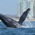 Mazatlán: Whale-Watching Boat Tour with Marine Experts - Final Thoughts
