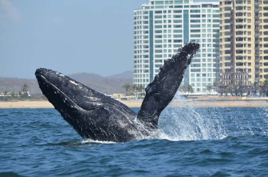 Mazatlán: Whale-Watching Boat Tour with Marine Experts - Final Thoughts