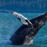 Meares Glacier Cruise Excursion from Valdez - An Honest Look at the Experience